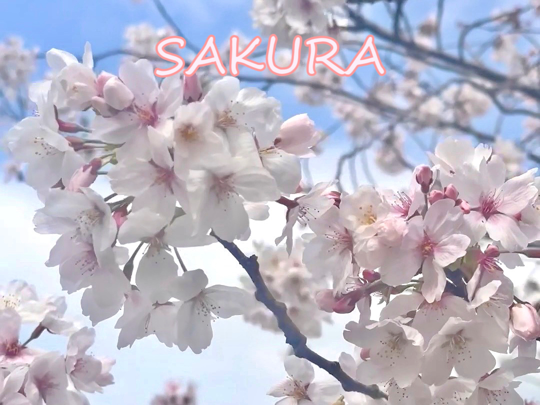 膝麻久庵 桜川　みすず sakura