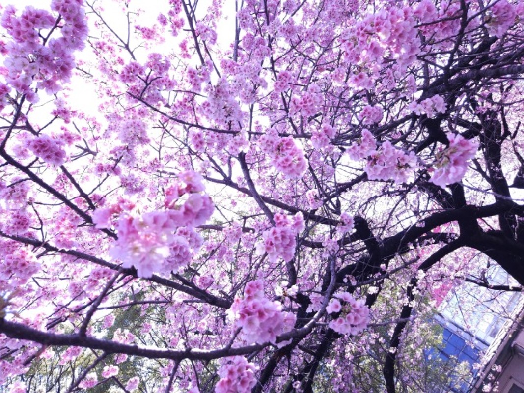 エリザベス 有沢 ゆう 桜🌸