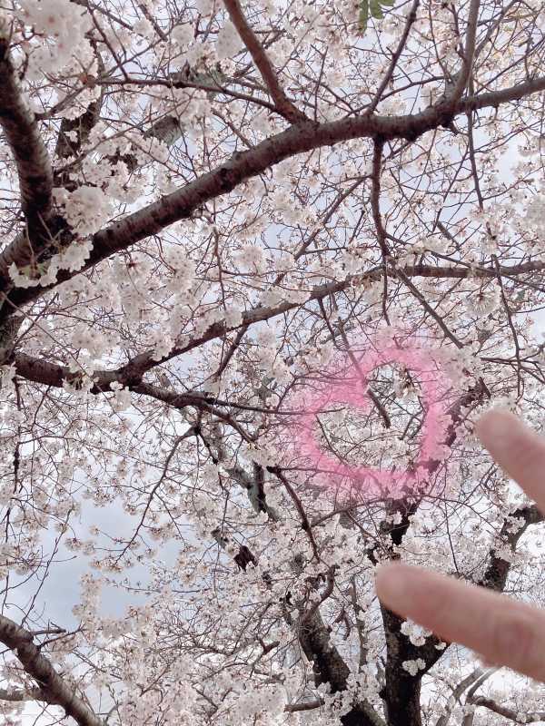 星加　ゆめお花見行った？？|ू•ω•)ﾁﾗｯ