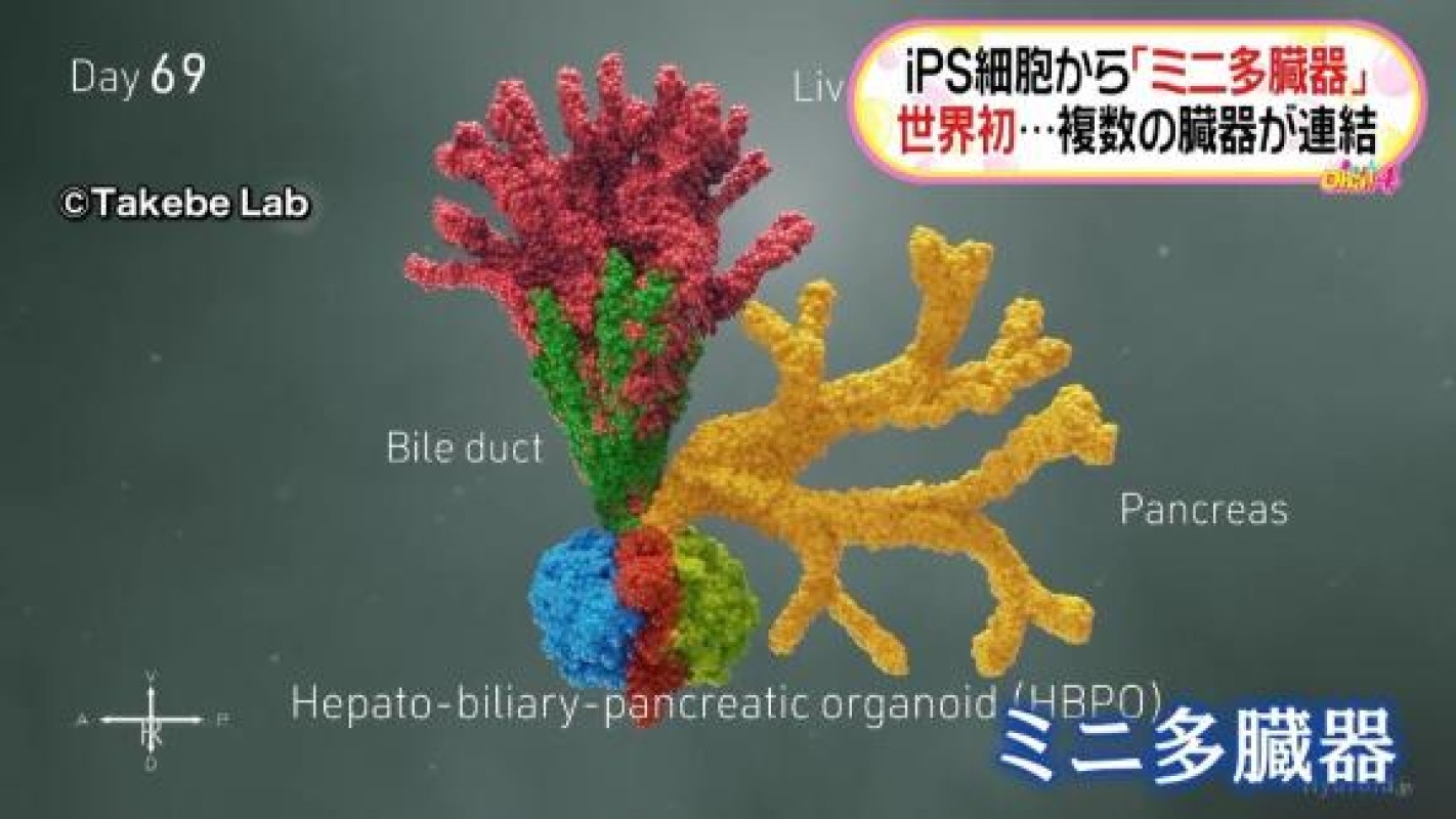 優しいひとづま ゆき あなたの知らない世界（かも）
