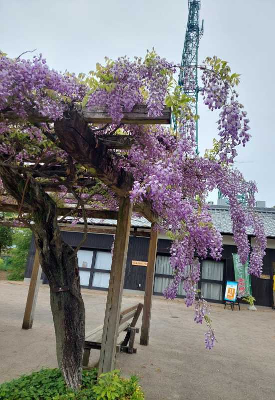 レイチェル 上村　みお 藤の花